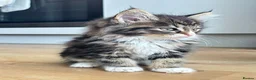 Maine Coon cats for sale: 4 Maine Coon kittens -friendly, cuddly, ready may - Advert 7