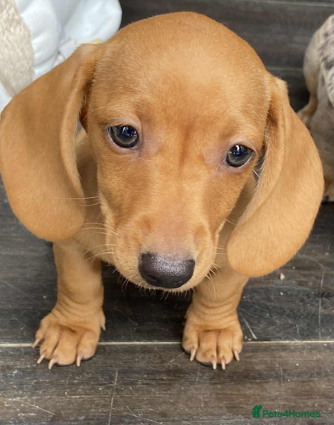 Dachshund dogs for sale: Miniature Dachshund  - Image 8