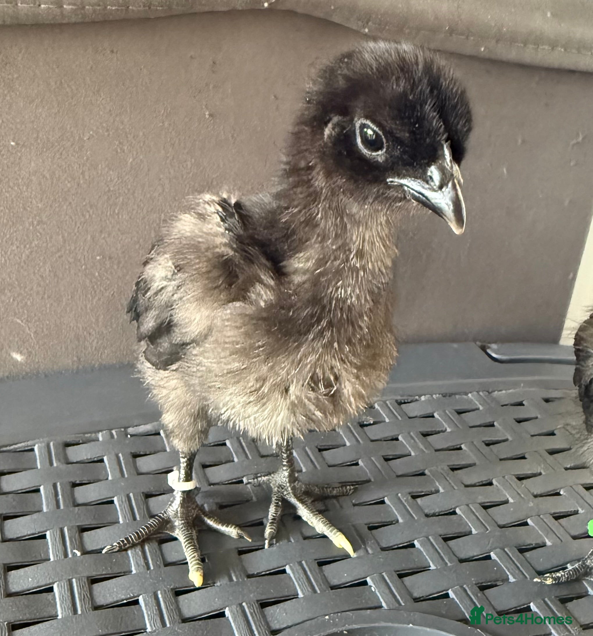 Chickens poultry Ayam Cemani  - Advert 1