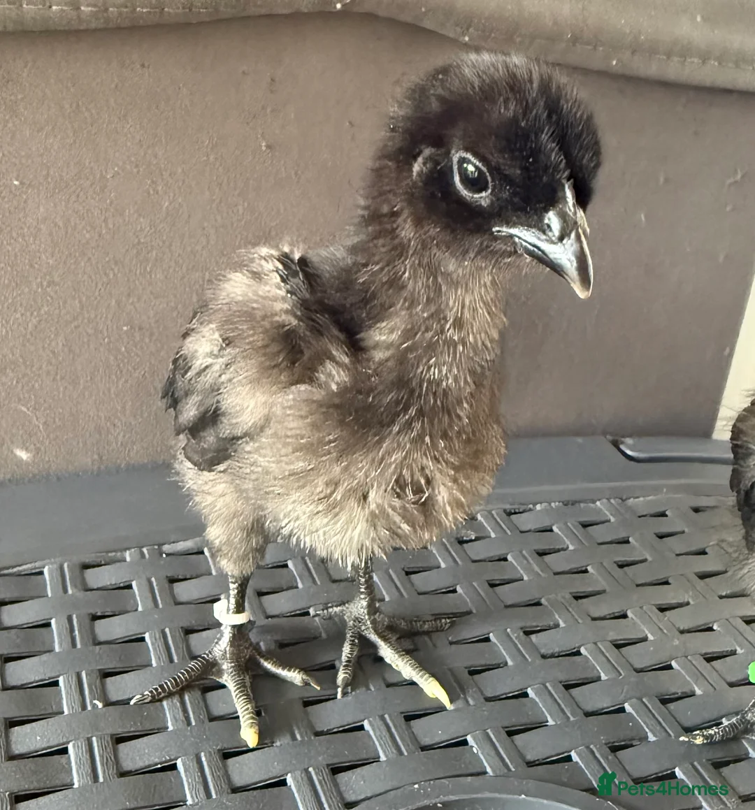 Chickens poultry for sale: Ayam Cemani  - Advert 1