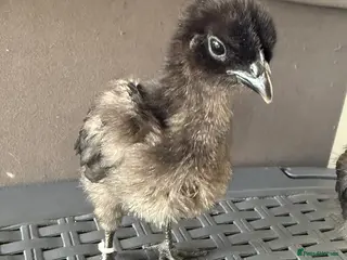 Chickens poultry Ayam Cemani - Advert 1