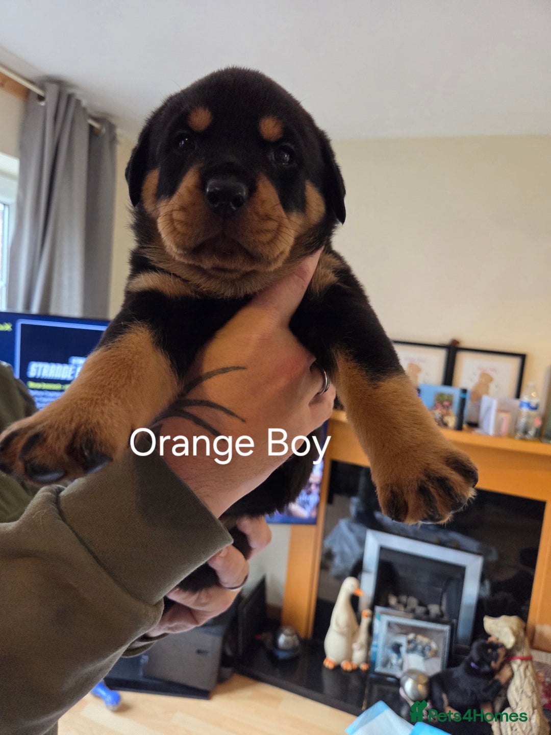Rottweiler dogs for sale: Chunky Rottweiler puppies - Image 5