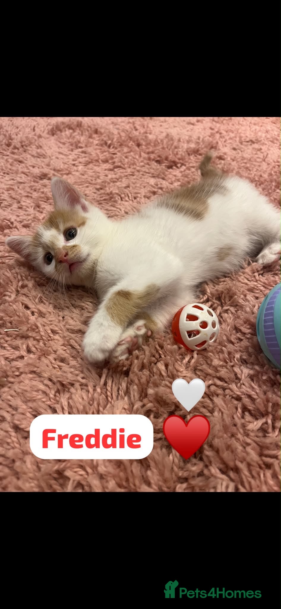 Mixed Breed cats 🩵 1 Beautiful kitten remaining 🩵 - Advert 1