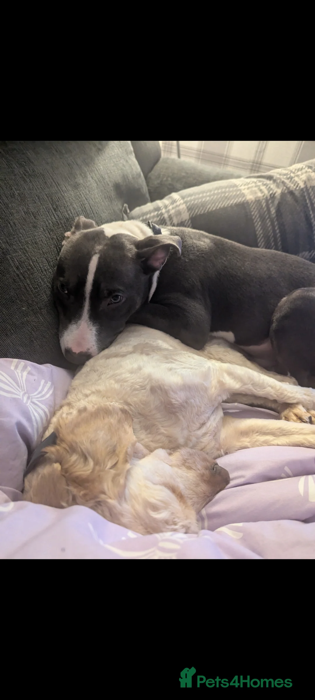 Mixed Breed dogs for sale: 2 Dogs for sale separate or together  in Dundee - Advert 1