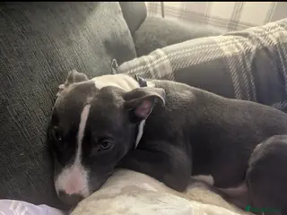 Mixed Breed dogs 2 Dogs for sale separate or together - Advert 3