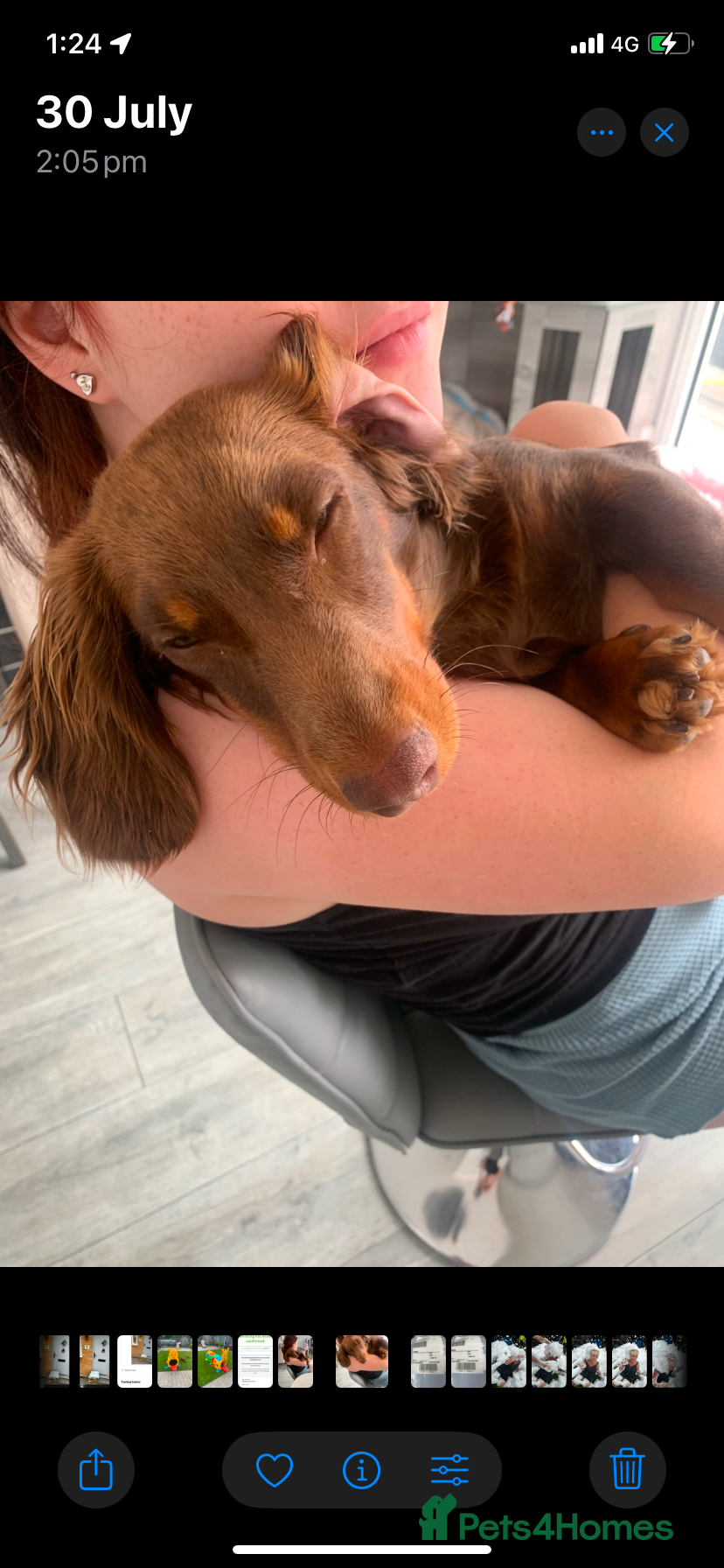 Miniature Dachshund dogs Miniature Dachshund  - Advert 1