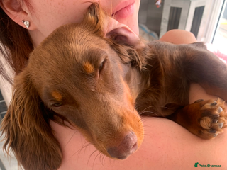 Miniature Dachshund dogs Miniature Dachshund - Advert 1