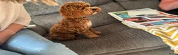Cockapoo dogs for stud: Cocapoo 2years available for stud in Goole - Advert 6
