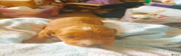 Cockapoo dogs for sale: 5 beautiful cockapoo puppies  - Advert 20
