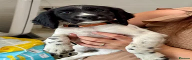 Sprocker 1 (orange) 