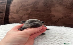 Chihuahua dogs for sale: ** Absolutely stunning small Chihuahuas ** - Image 12