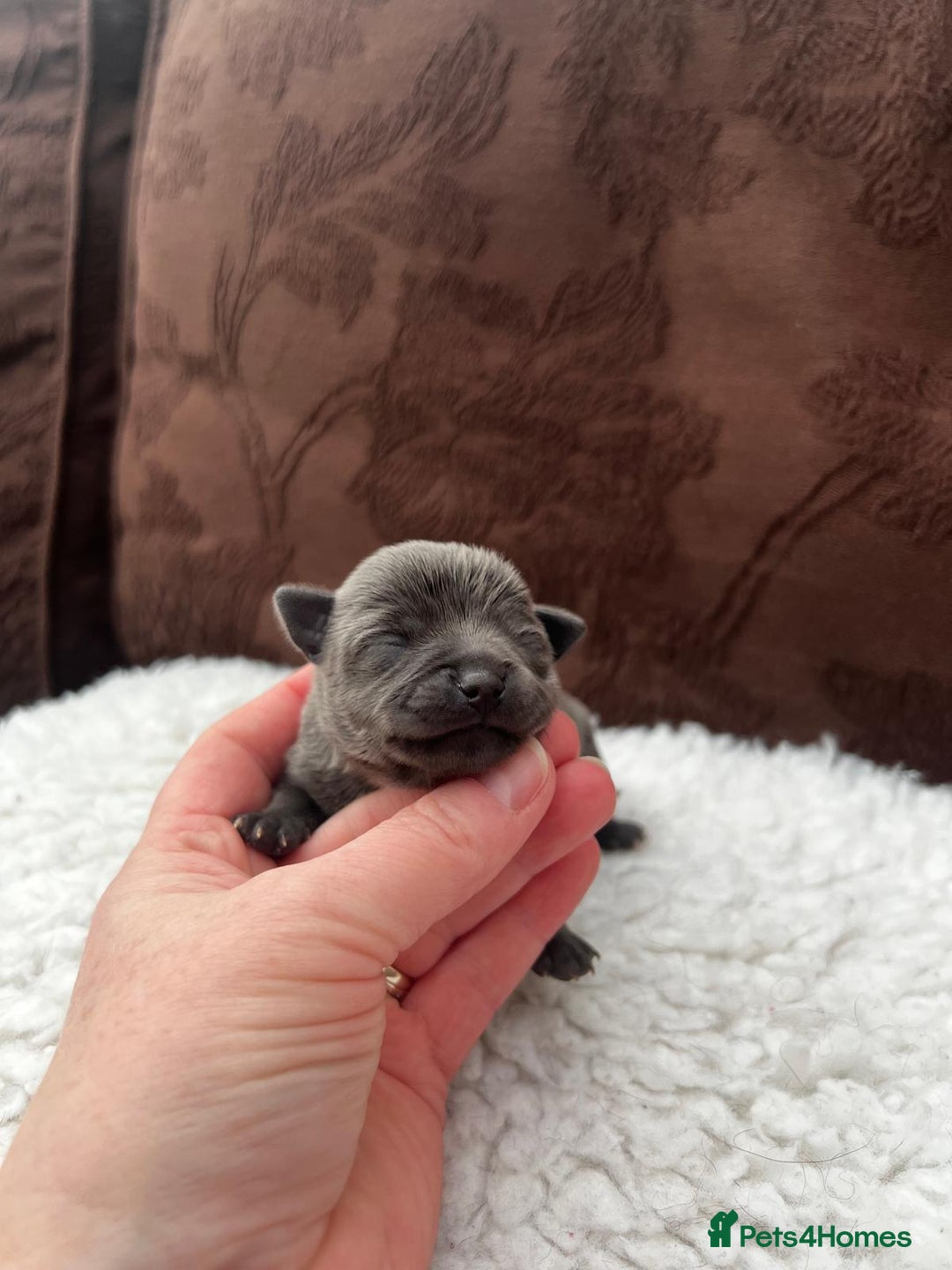 Chihuahua dogs for sale: ** Absolutely stunning small Chihuahuas ** - Image 12