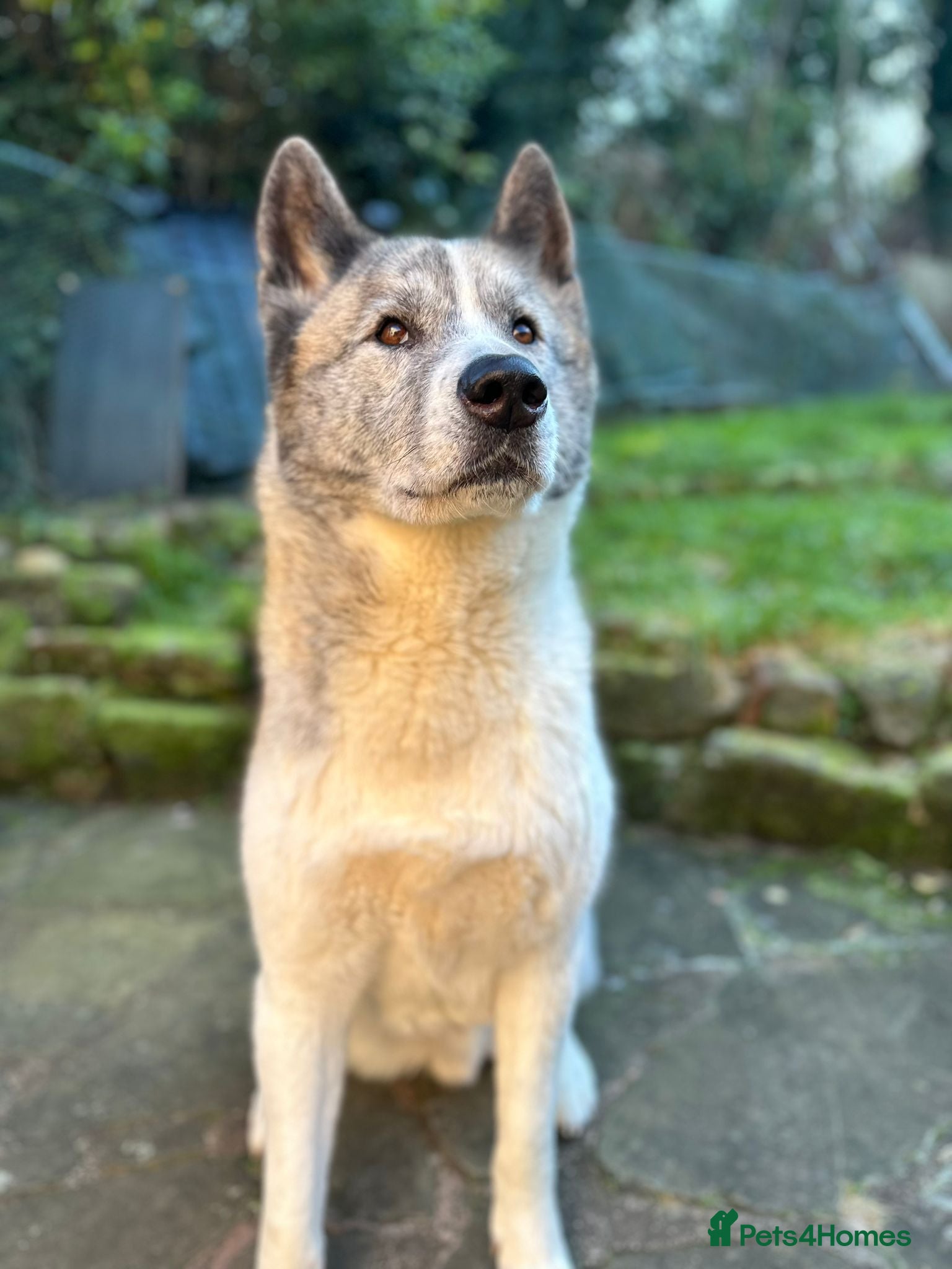 Akita dogs 8 year old American Akita - Advert 2