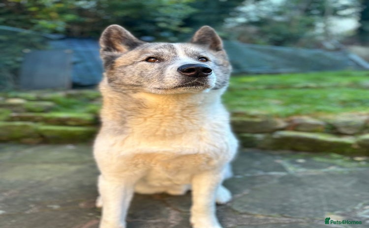 Akita dogs - Advert 1