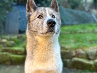 Akita dogs - Advert 13