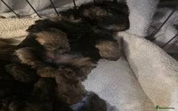 Shihpoo dogs for sale: 🐾 Adorable Shihpoo Puppies 🐾 - Image 16