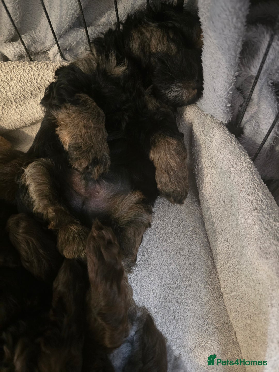 Shihpoo dogs for sale: 🐾 Adorable Shihpoo Puppies 🐾 - Image 16