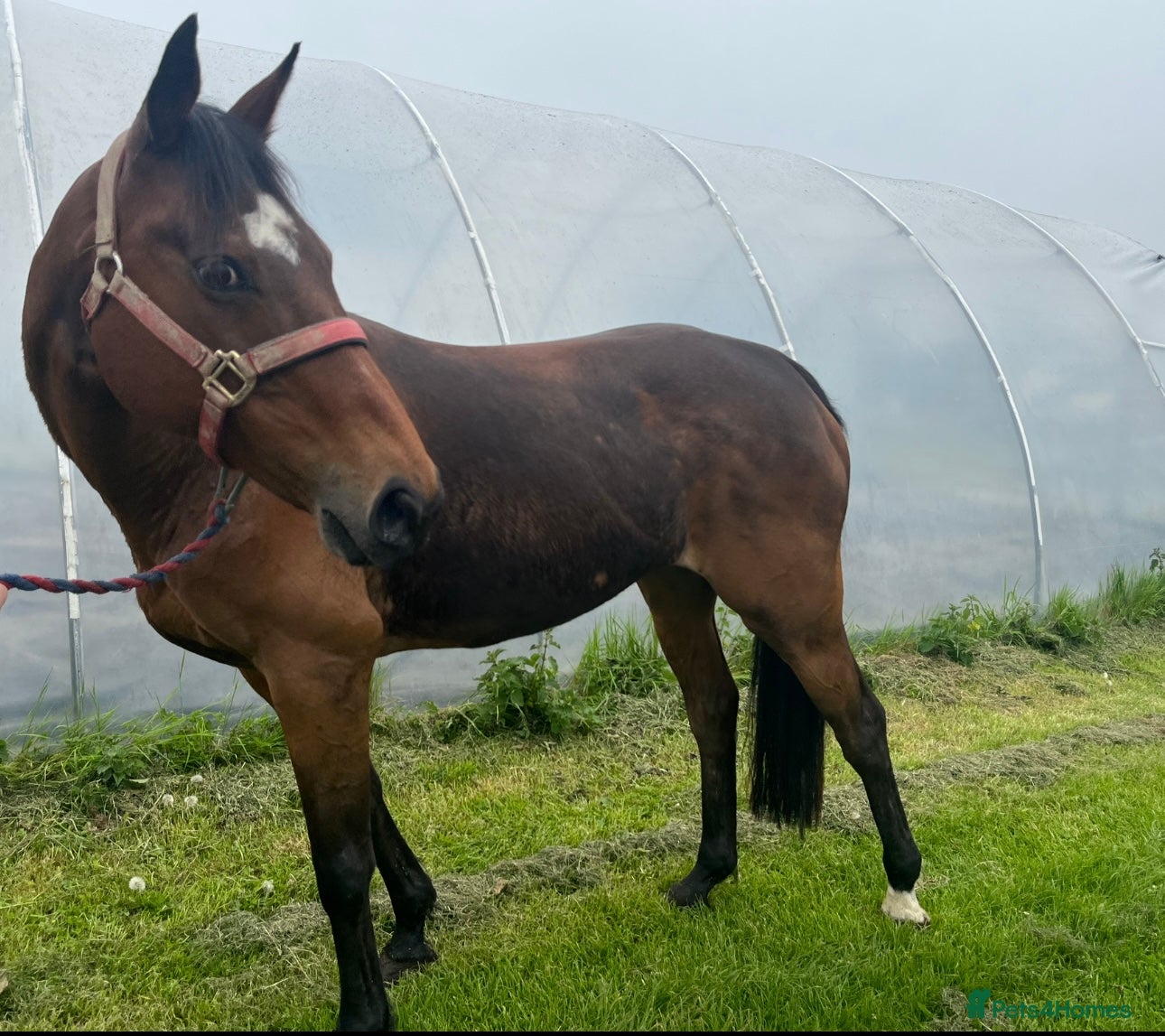 English Thoroughbred horses for sale: Project in Dorchester - Advert 4