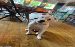American Bulldog dogs for sale: Male bulldog - Image 11
