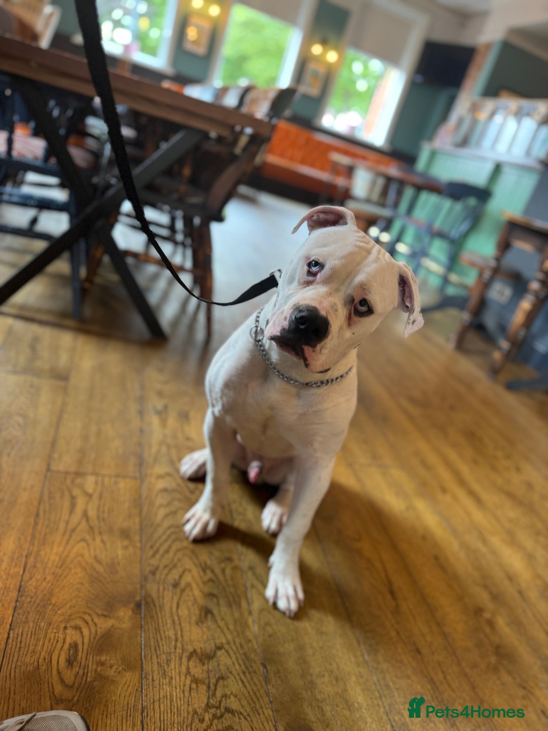 American Bulldog dogs for sale: Male bulldog - Image 11