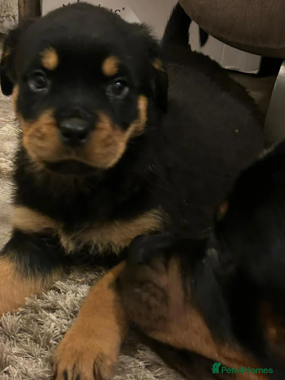 Rottweiler dogs for sale: 1 kc Rottweiler Boys for sale  - Advert 1