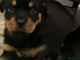 Rottweiler dogs NOW READY KC REG CHUNKY ROTWEILLER PUPPYS - Advert 13