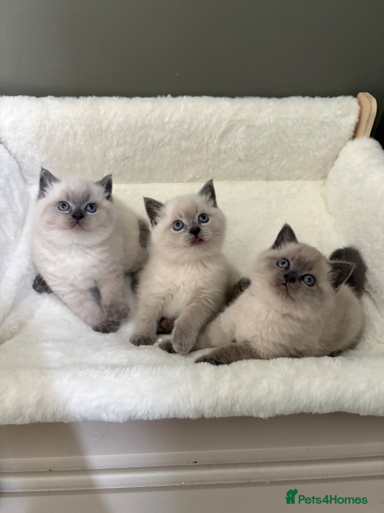 Scottish Fold cats Scottish fold British shorthair kittens  - Advert 3