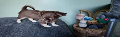 Brown with white socks 