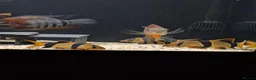 Cichlids fish for sale: South American cichlid's  in Sheffield - Advert 4