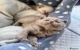 British Shorthair cats for sale: 🐾💜lilac and lilac point girls💜🐾 health tested  - Image 6