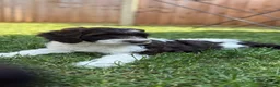 Sproodle dogs for sale: 2 Beautiful Sproodle Puppies - READY NOW - Advert 6