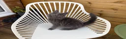 Maine Coon cats for sale: Two blue purebred Maine Coon boys ready - Advert 9