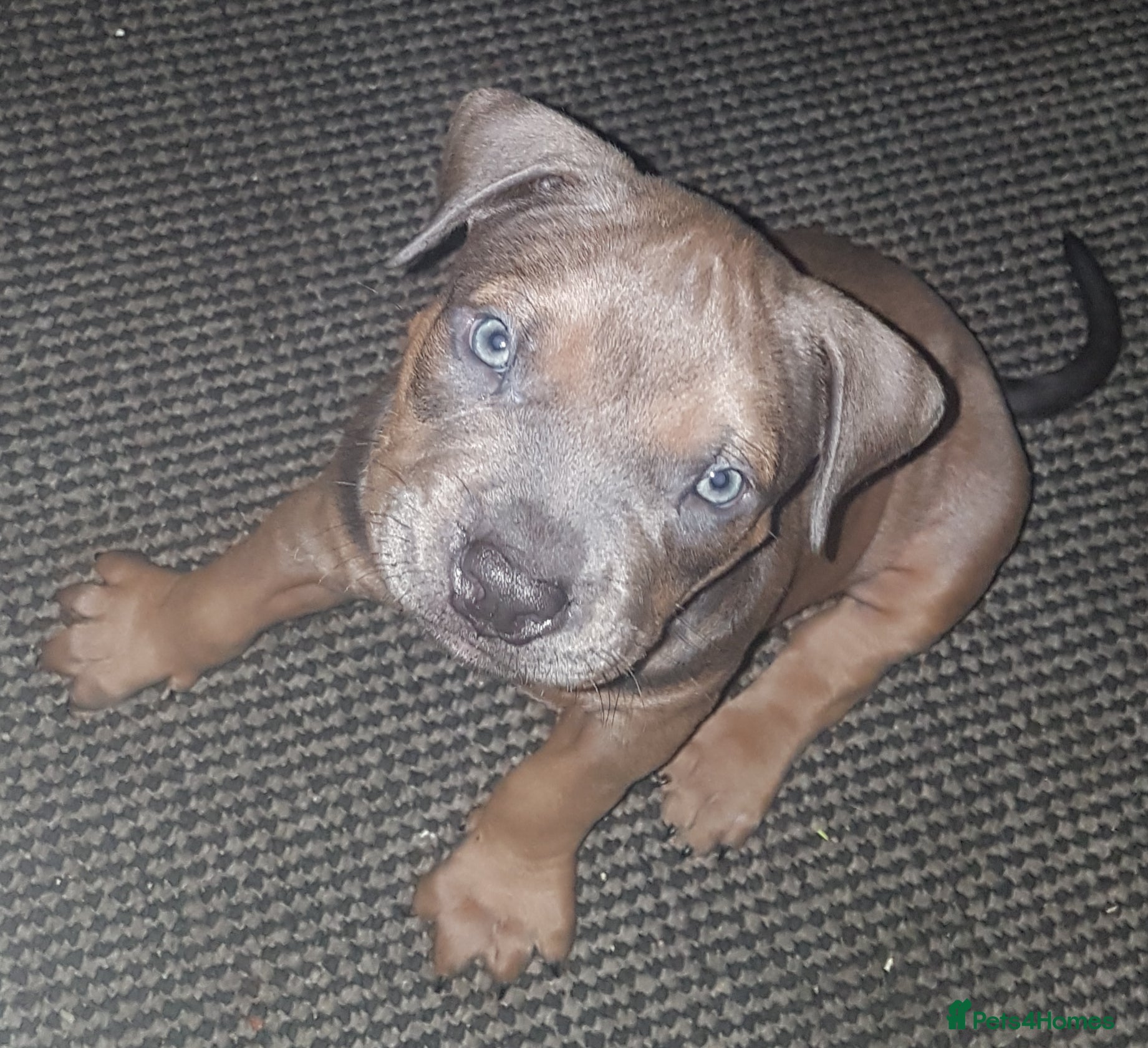 American Bully dogs Lilac tri pocket bully  - Advert 6