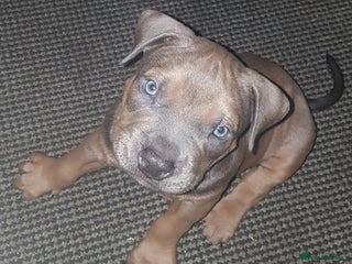 American Bully dogs Lilac tri pocket bully - Advert 6