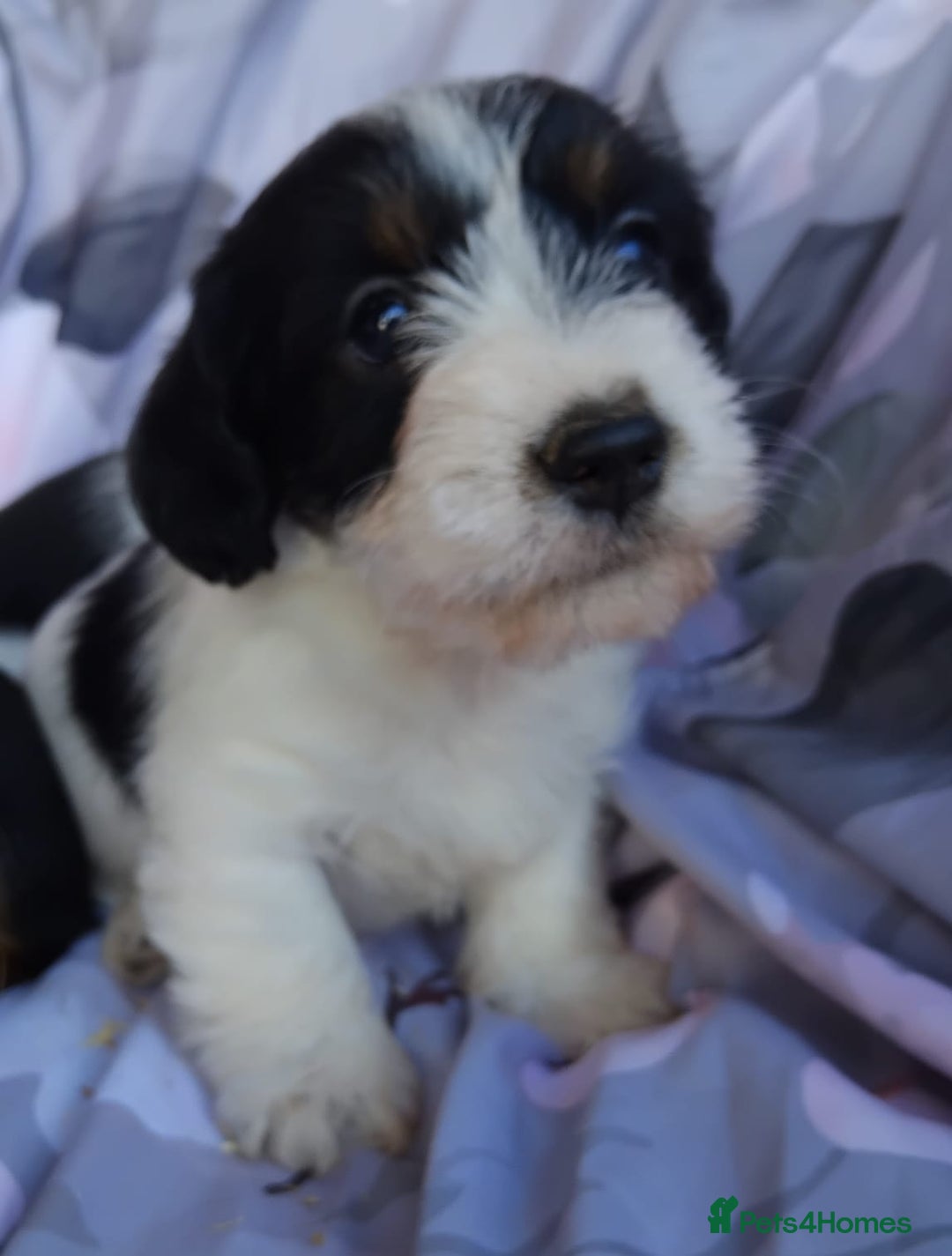 Jack Russell dogs for sale: Two jackrussel puppy's for sale - Image 5