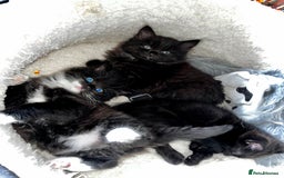 Mixed Breed cats for sale: Beautiful fluffy kittens looking for new home🥰 - Image 3