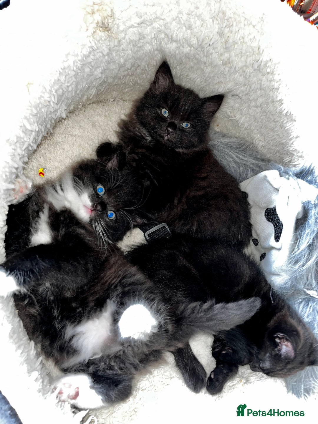 Mixed Breed cats for sale: Beautiful fluffy kittens looking for new home🥰 - Image 3