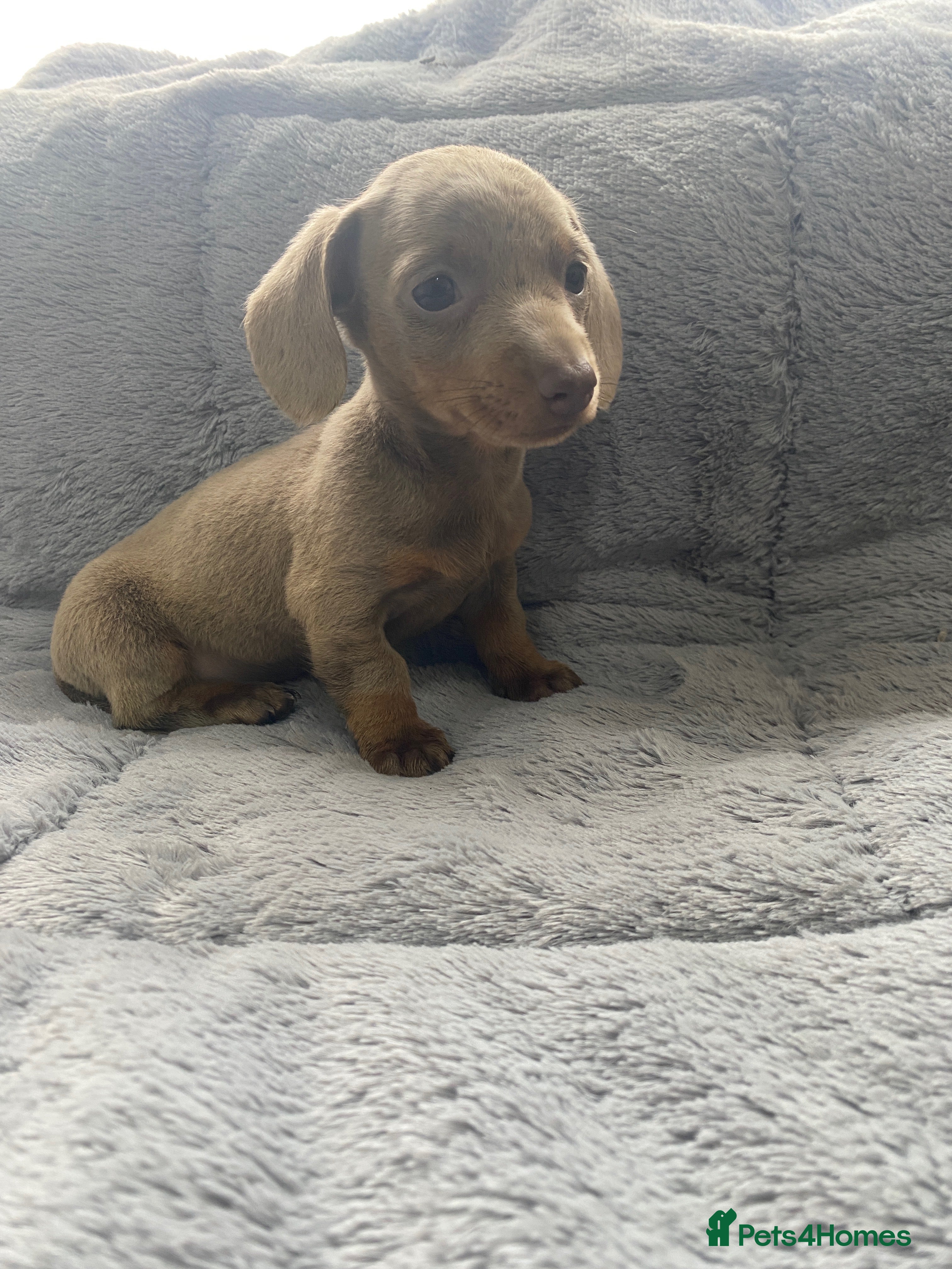 Miniature Dachshund dogs 5⭐️Licensed breeder. Tiny miniature dachshunds - Advert 14