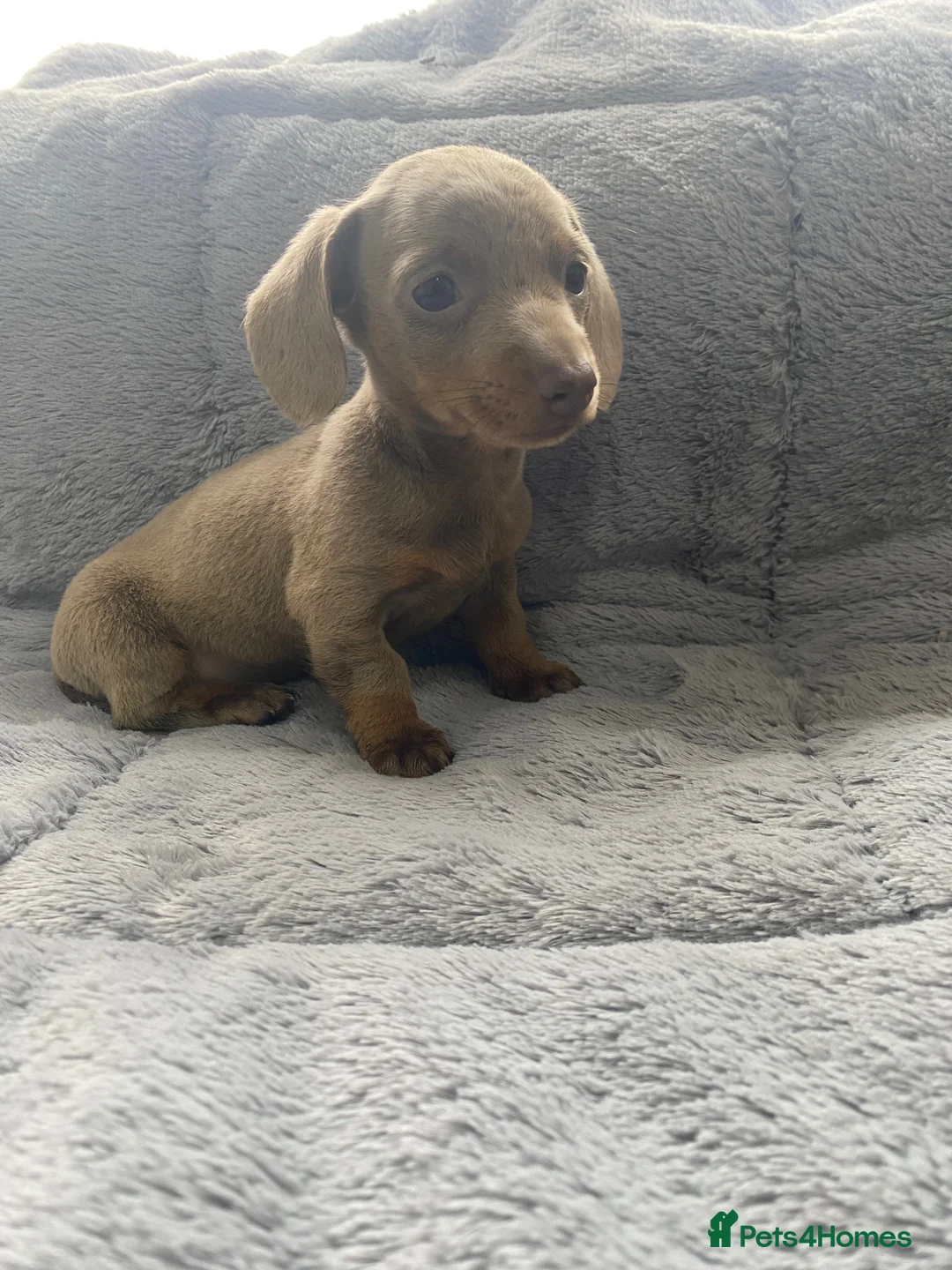 Miniature Dachshund dogs for sale: 5⭐️Licensed breeder. Tiny miniature dachshunds - Advert 1