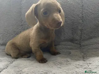 Miniature Dachshund dogs 5⭐️Licensed breeder. Tiny miniature dachshunds - Advert 14