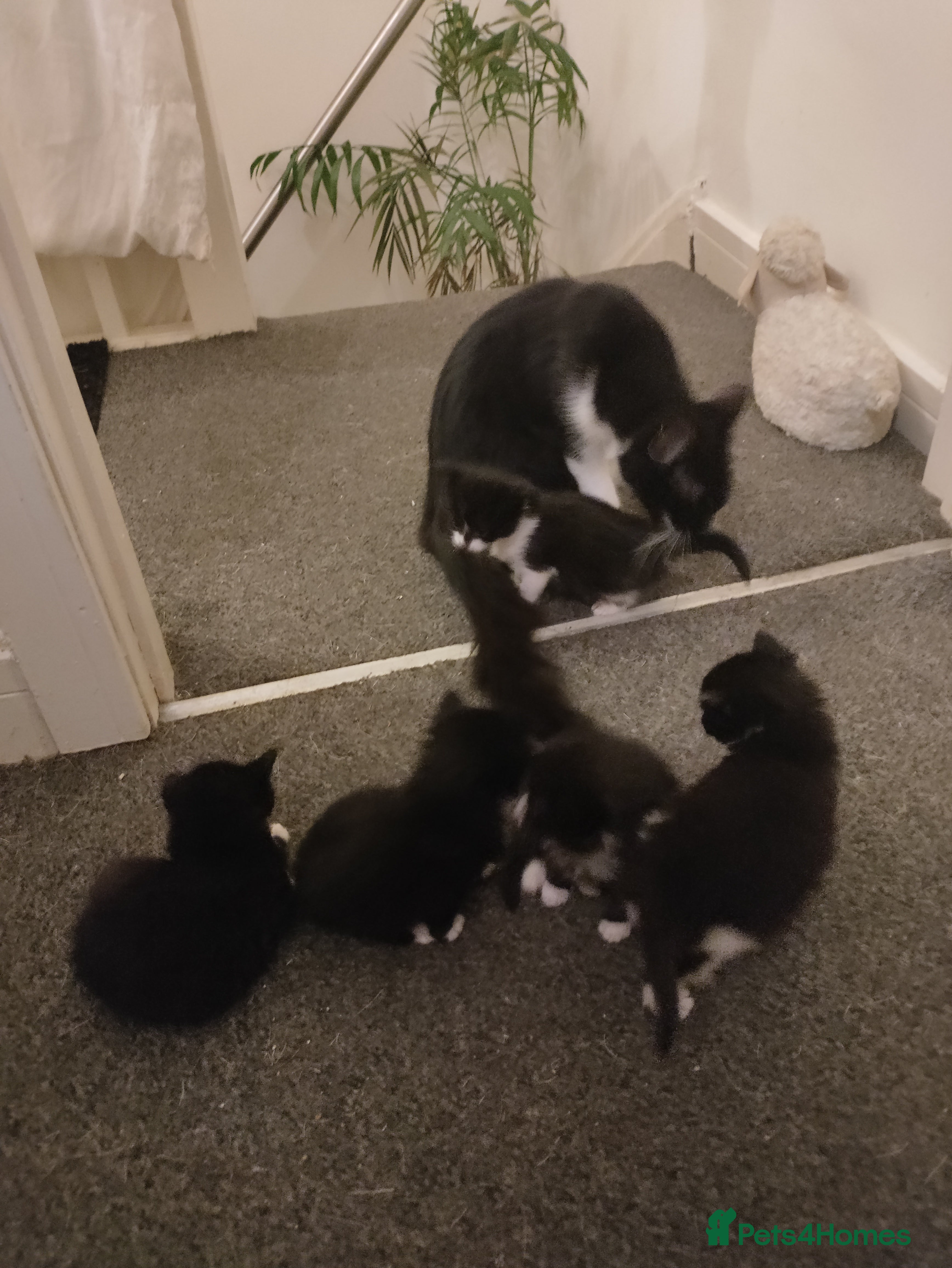 Mixed Breed cats 4 beautiful kittens - Advert 10