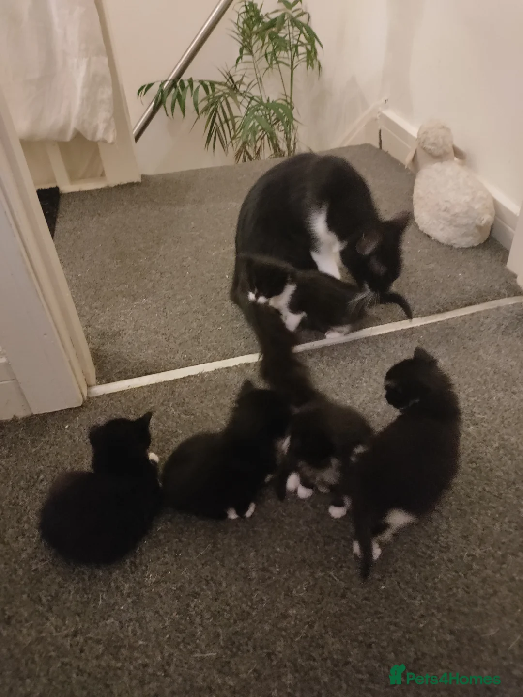 Mixed Breed cats for sale: 4 beautiful kittens - Advert 1