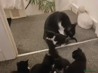 Mixed Breed cats 4 beautiful kittens - Advert 13