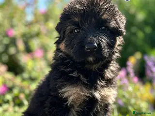 German Shepherd dogs Chunky Fluffy Long-Haired German Shepherd Puppies - Advert 3