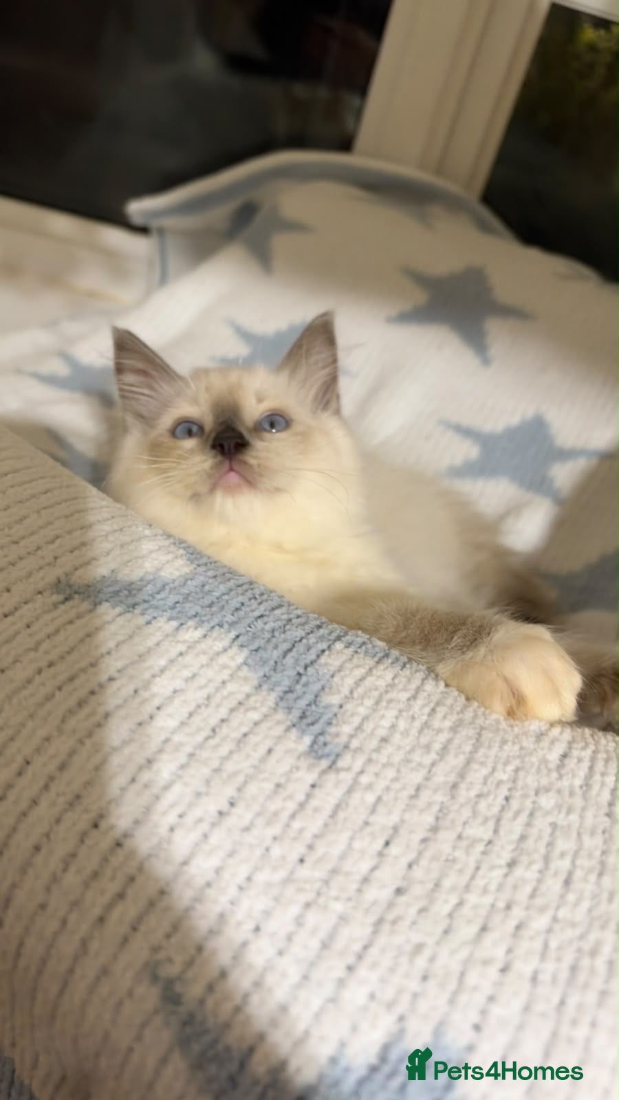 Ragdoll cats Stunning ragdoll kittens can go home now  - Advert 8