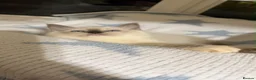 Ragdoll cats for sale: Stunning ragdoll kittens can go home now  - Advert 18