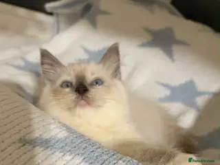 Ragdoll cats Stunning ragdoll kittens can go home now - Advert 8