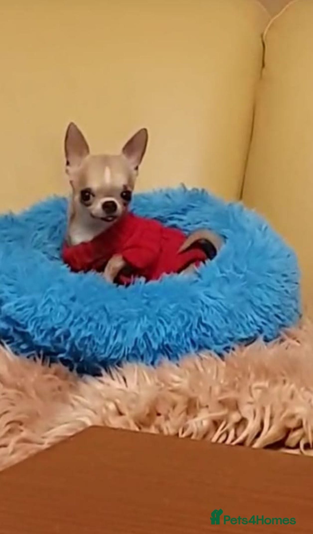 Chihuahua dogs for sale: Tiny Blue Fawn chihuahua boy  - Image 6