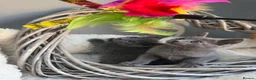 Russian Blue cats for sale: 🥇AWARD WINNING RUSSIAN BLUE - Advert 1