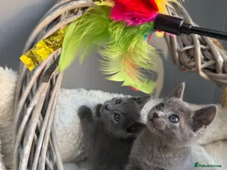 Russian Blue cats 🥇AWARD WINNING RUSSIAN BLUE - Advert 2